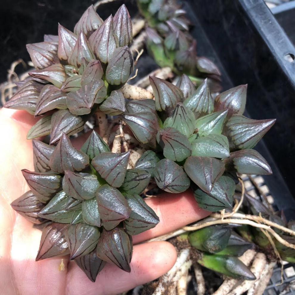 西瓜十二卷寿背窗寿玉露寿多肉植物精品大西瓜寿群生10厘米左右裸根不