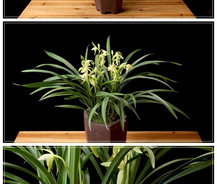 兰花苗带花苞建兰天香素浓香型盆栽观花植物室内四季好养名贵花卉