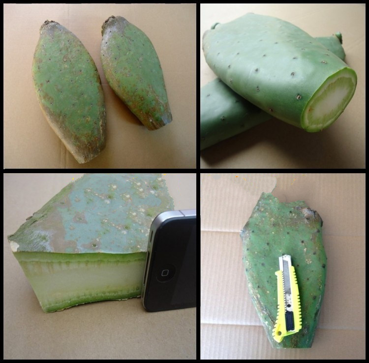 仙人掌药用厚片墨西哥米邦塔食用仙人掌 美容仙人掌盆栽外敷仙人掌