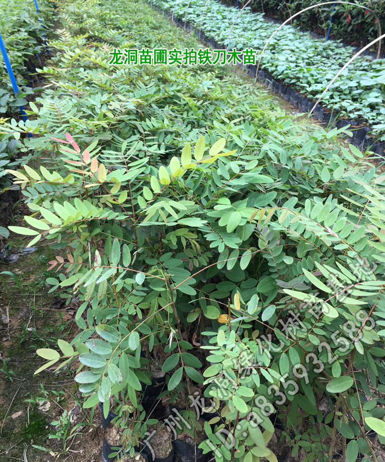 孟买正宗铁刀木树苗珍贵植物鸡翅木苗庭院绿化木材树种鸡翅木4050cm