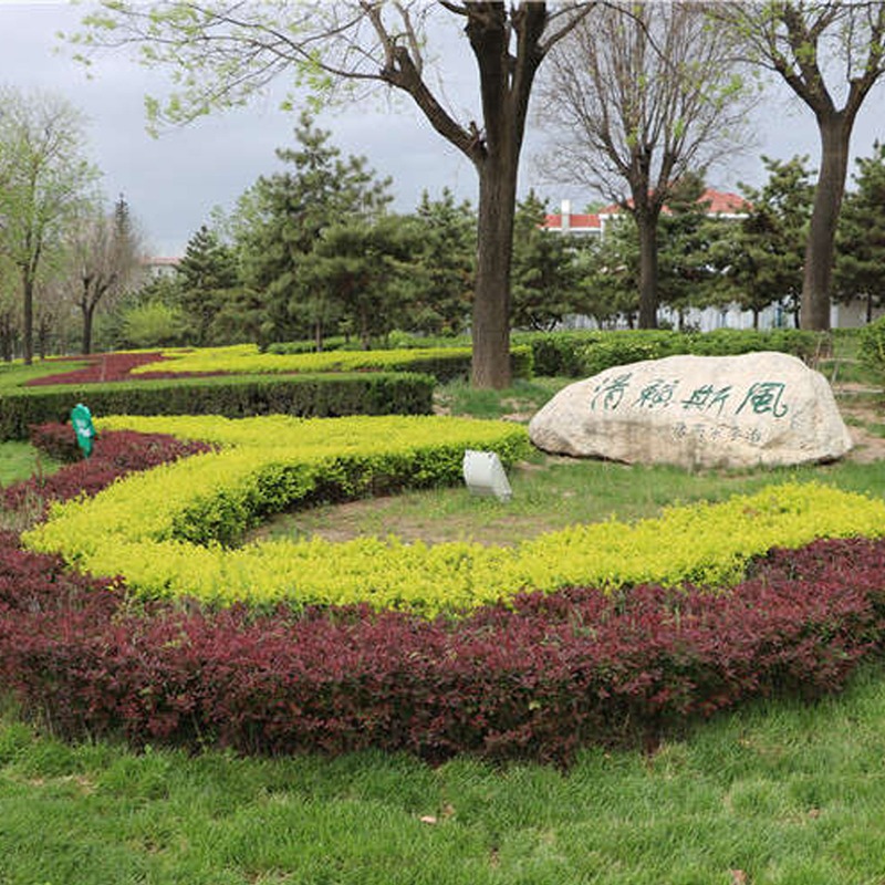 绿篱花色块花镜彩色工程绿化苗红叶小檗紫叶小檗红叶紫叶小波小苗 70