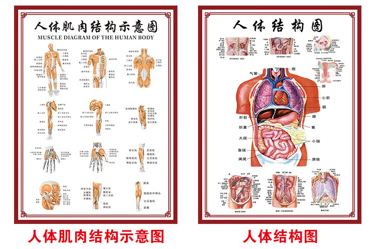 人體肌肉與骨骼分佈圖人體骨骼圖掛圖器官內臟結構圖海報脊柱圖解肌肉