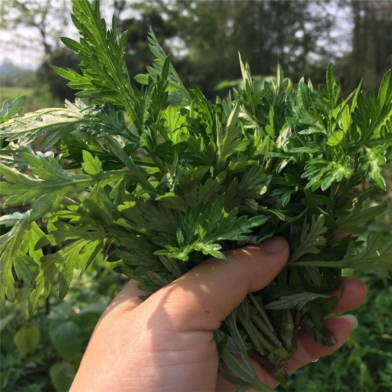 新鮮食用艾草葉野菜青團餈粑清明果現摘嫩艾葉蒿艾米果貴州蒿菜2斤