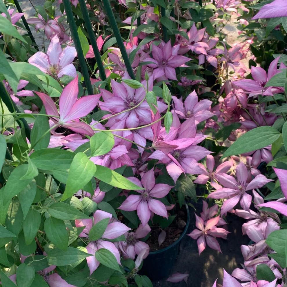 花园铁线莲约瑟芬新幻紫幸运符昼天使乌托邦庭院花园盆栽爬藤花卉植物