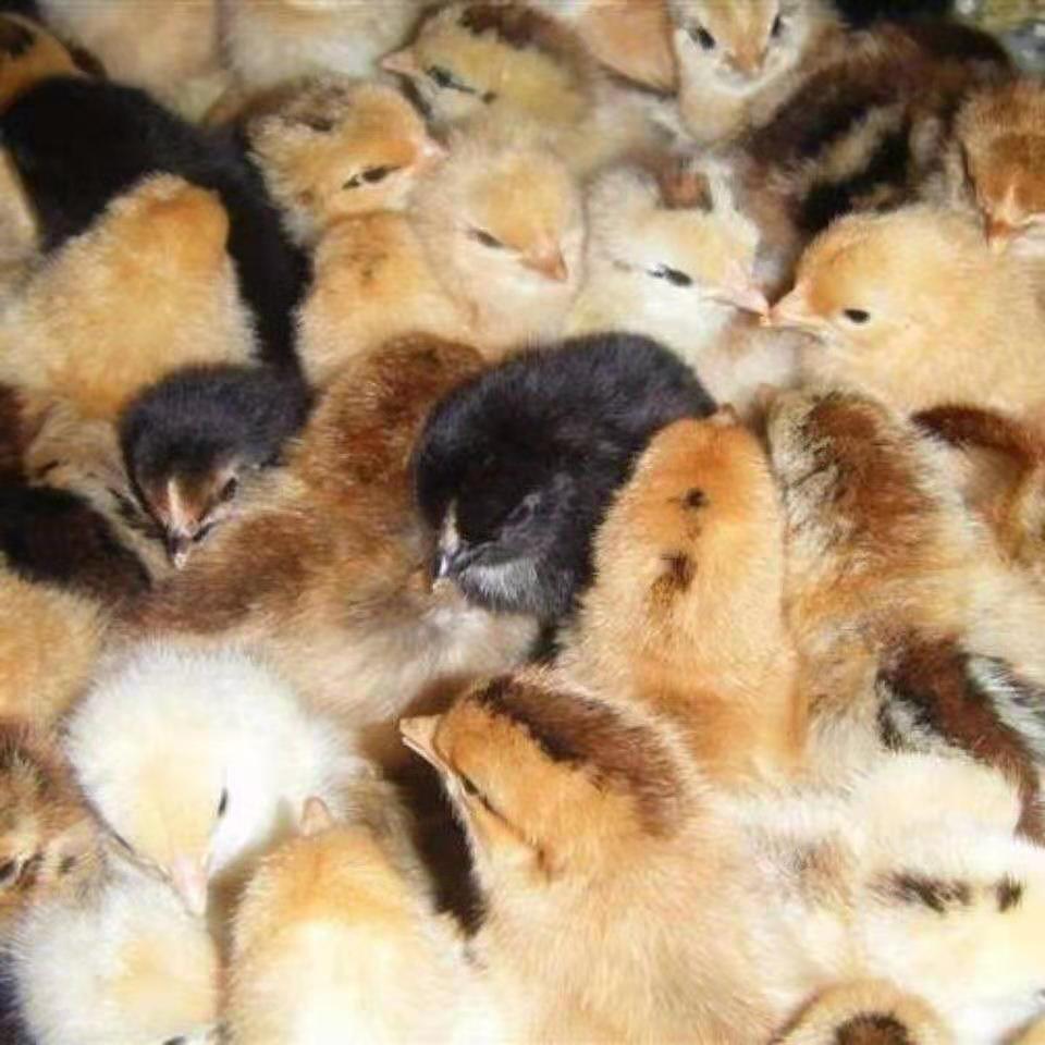 土鸡苗活体大种鸡仔活体五黑鸡活体批发土鸡苗宠物三黄鸡仔活物青脚