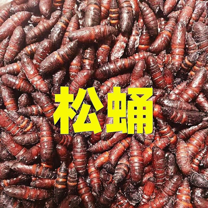 松虎蛹新鲜速冻松毛虫蛹蚕蛹昆虫美食松树虫蛹子松蛹1斤