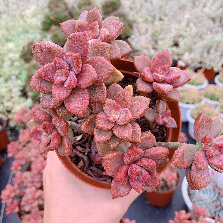 多肉植物 姬胧月老桩 姬胧月悬崖桩 造型桩 多头群生 大 20-228晨露