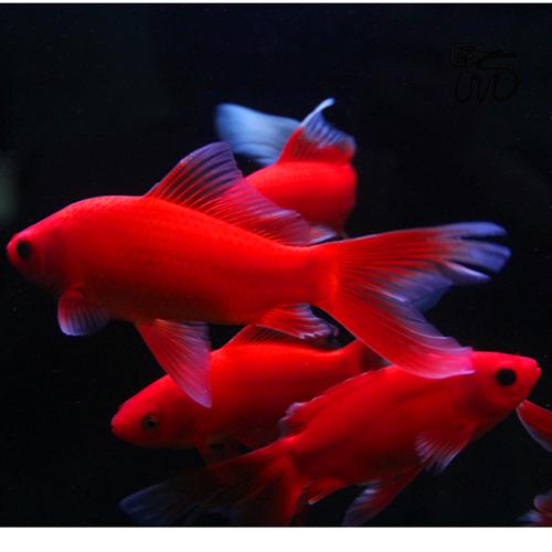 冷水鹦鹉发观赏鱼红草金花草红白草金鱼冷水鱼好养草鲫练手 红白草金3