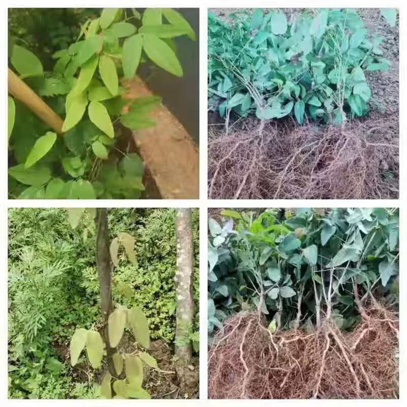 八月瓜苗 无籽八月瓜树苗野生八月炸瓜苗南北方四季种植爬藤果树苗