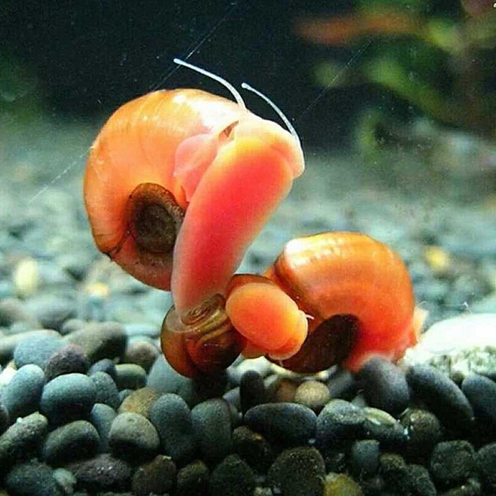 荣郁 苹果螺羊角螺水草缸除藻观赏螺斑马彩蛋螺鱼缸清洁工具螺活体