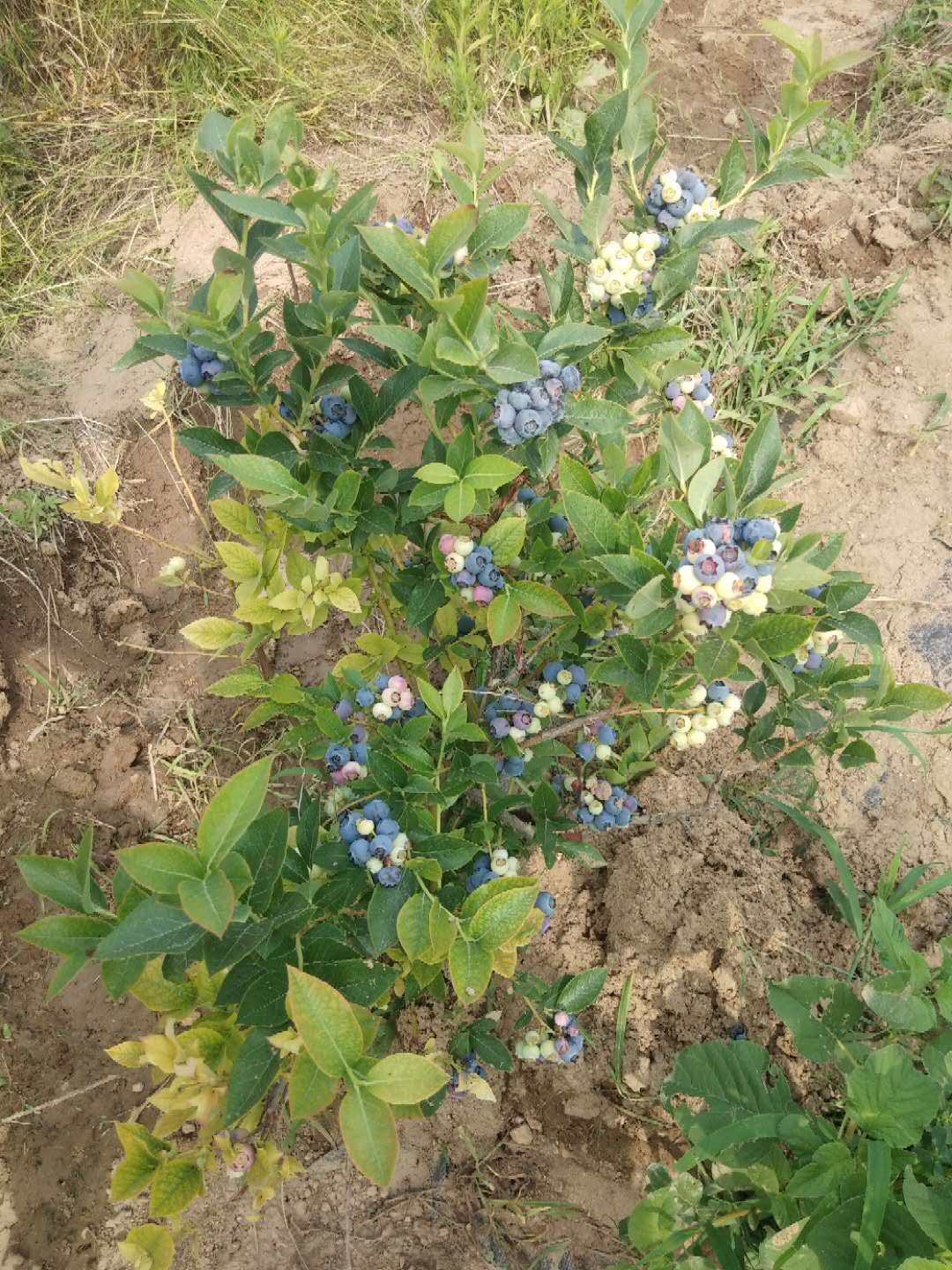 藍莓樹果苗盆栽地栽四季水果樹當年結果南方北方種植特大藍莓樹苗果樹