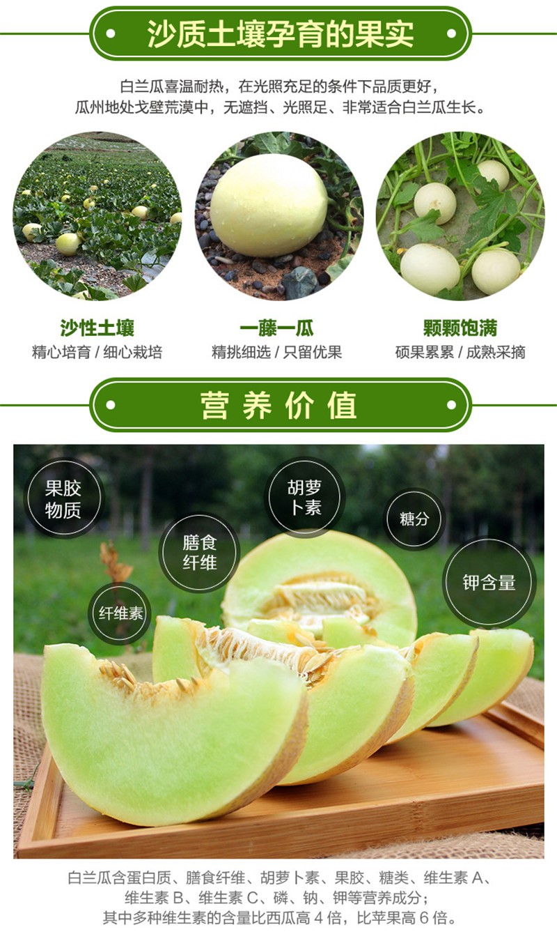西贝戈壁白兰瓜 大漠蜜瓜甘肃瓜州蜜瓜特产兰州沙漠香甜脆民勤银蒂