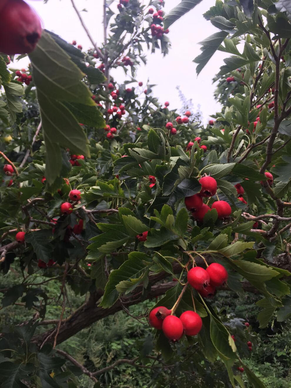 源外 山里红纯正东北特产水果野生山里红小山楂孕妇水果5斤装 5斤