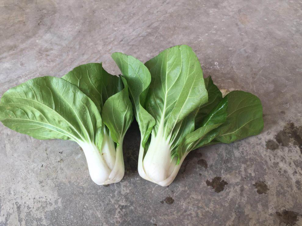 白青菜种籽大全奶小白菜籽四季快菜种籽鸡毛菜春秋冬