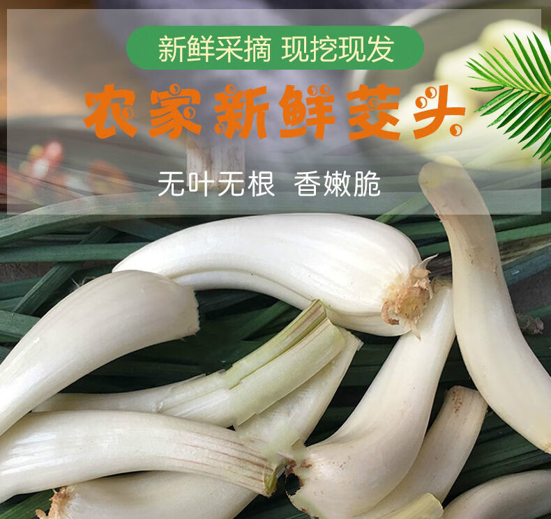 【精选】新鲜茭头无根无叶藠头大个教头荞头茭白农家蔬菜 三斤