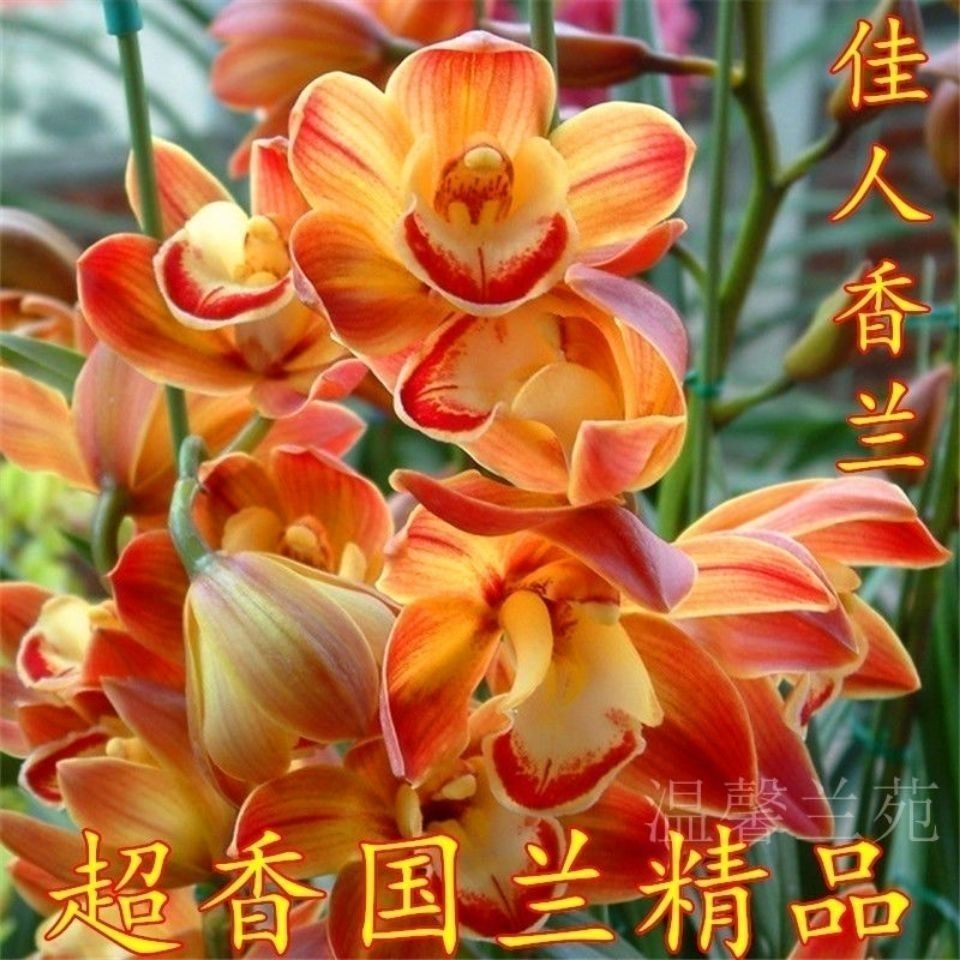 超香型好养易活夜来香兰花花苗花卉四季开花中国红爆盆8苗连体