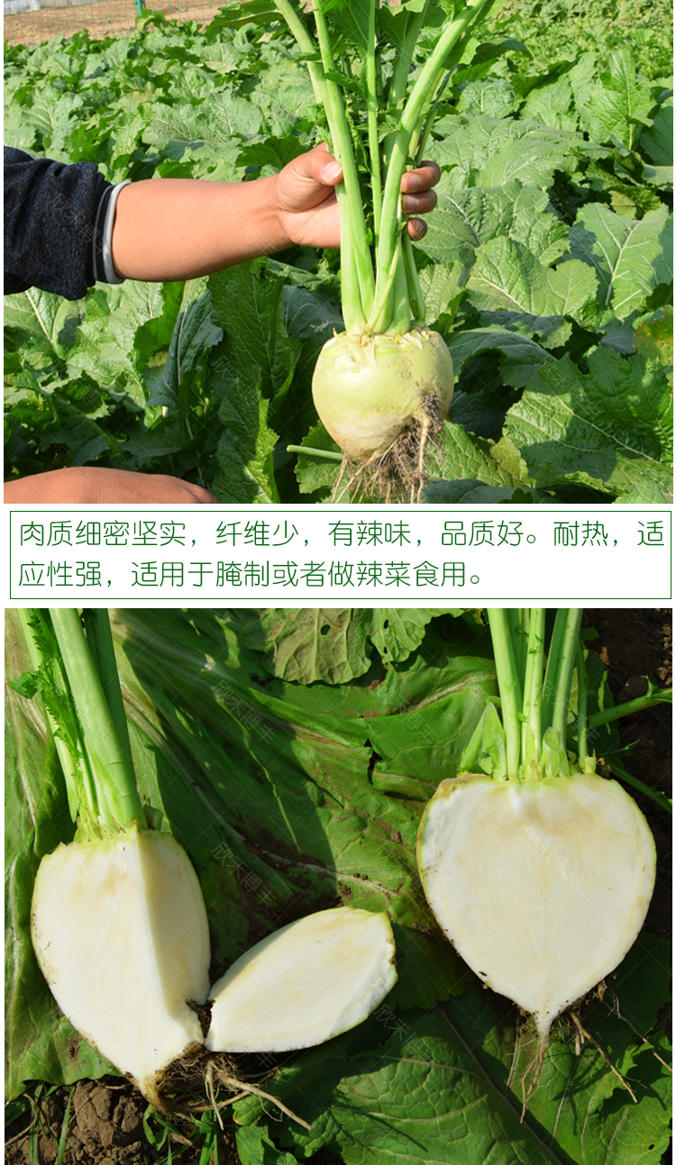 特大光头芥菜种子辣疙瘩北方秋季大芥兰种籽大头菜腌咸菜蔬菜种孑