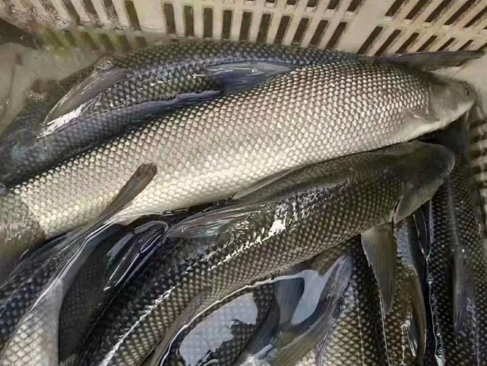 淡鳕鱼苗活体大鳞鲃鱼苗雪鱼苗鱼苗活体淡水放生养殖鱼苗 银鳕鱼10条5