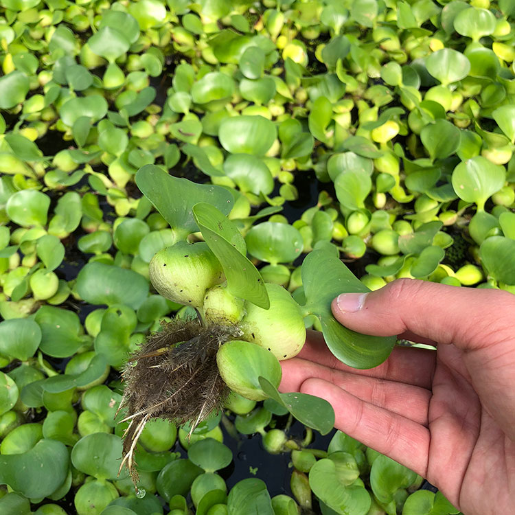 苏炫 水生植物水草种子苗养殖浮萍水培金鱼虾草污水水质 水葫芦苗1颗