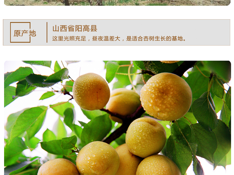 山西特产阳高杏脯干500g罐装酸甜无核杏肉杏干杏条零食果脯蜜饯甜酸