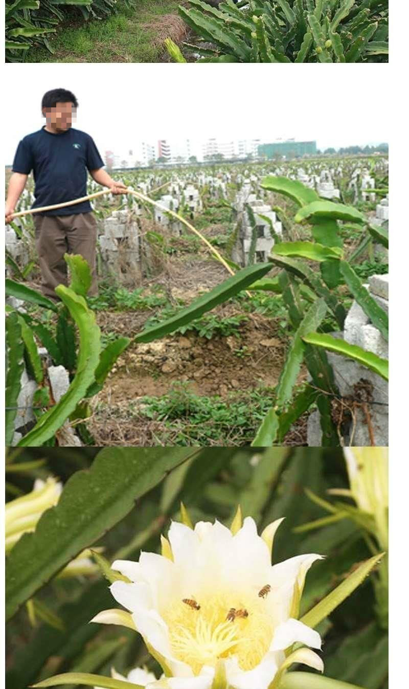 霸王鞭盆栽霸王花苗 霸王鞭量天尺剑花 仙人掌科多肉植物盆栽蟹爪兰