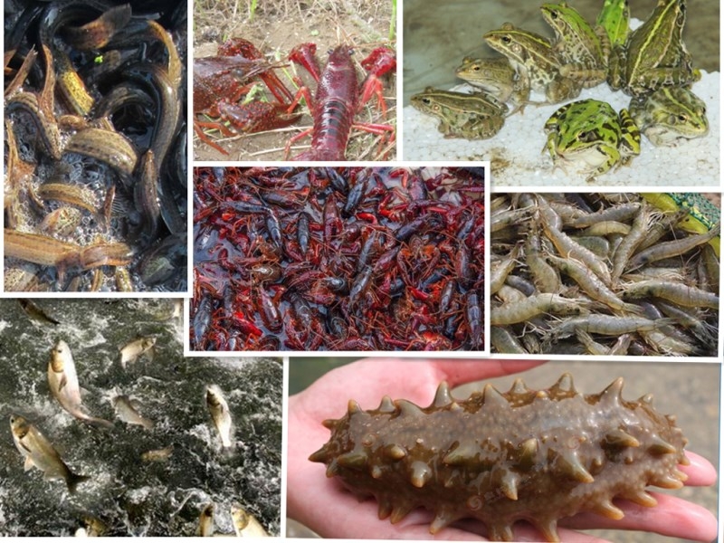 应激vc解毒灵水产养殖提高成活率鱼虾蟹养殖用促生长解毒抗应激vc 20