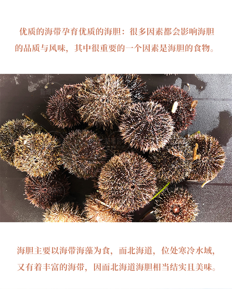 日本空运北海道小川商店冰鲜虾夷马粪海胆肉250g木盒装刺身