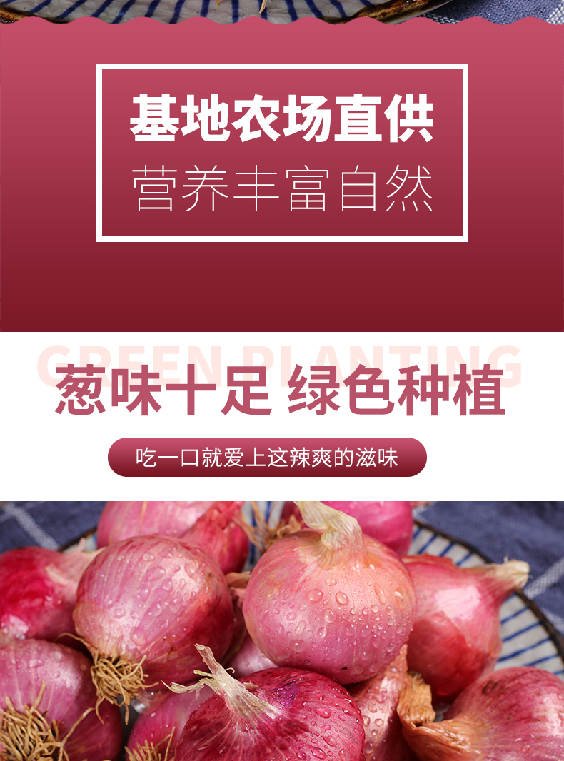 小圆葱独头葱毛葱生吃鬼干小洋葱头迷你圆红葱头