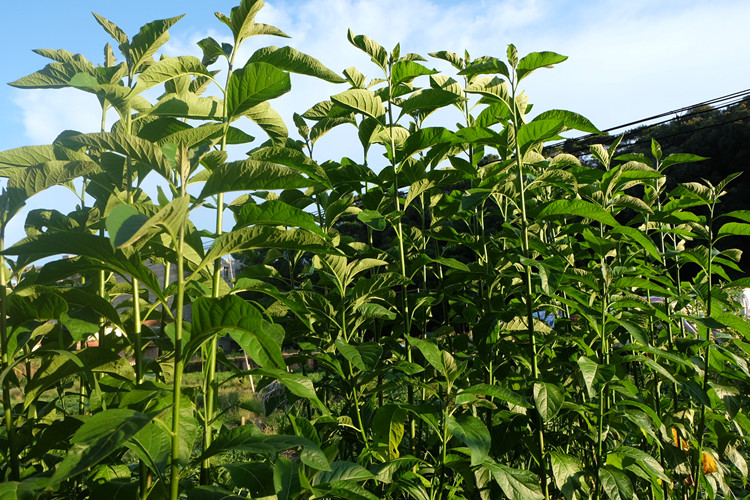 南非叶干叶茶南非叶树苗食用正宗马来西亚将军叶南非叶的功效3棵壮苗