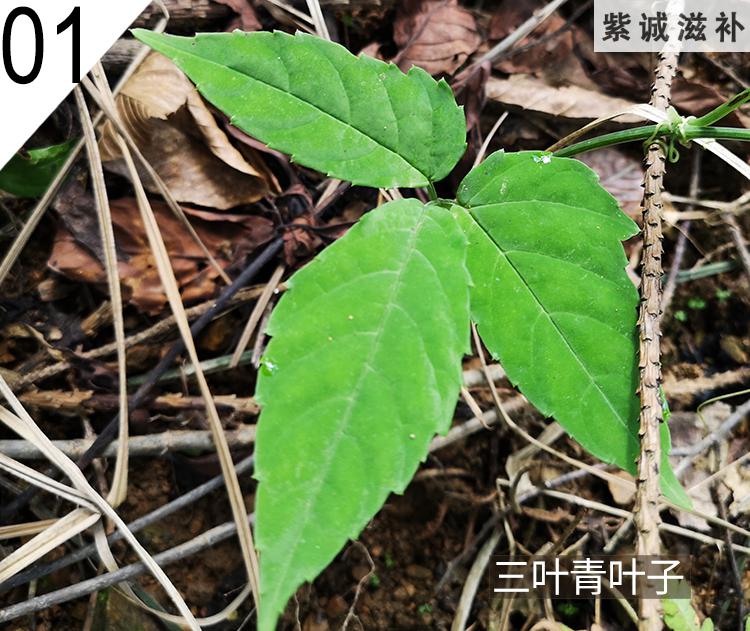 杞裡香廣西野外生三葉青新鮮金線吊葫蘆金鐘小兒中藥原材500g