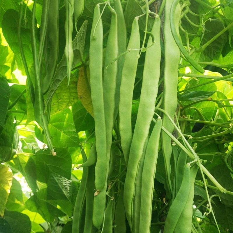 扁豆角无丝豆芸豆四季豆扁豆山东泡沫箱加冰3斤建议炎热地区下单