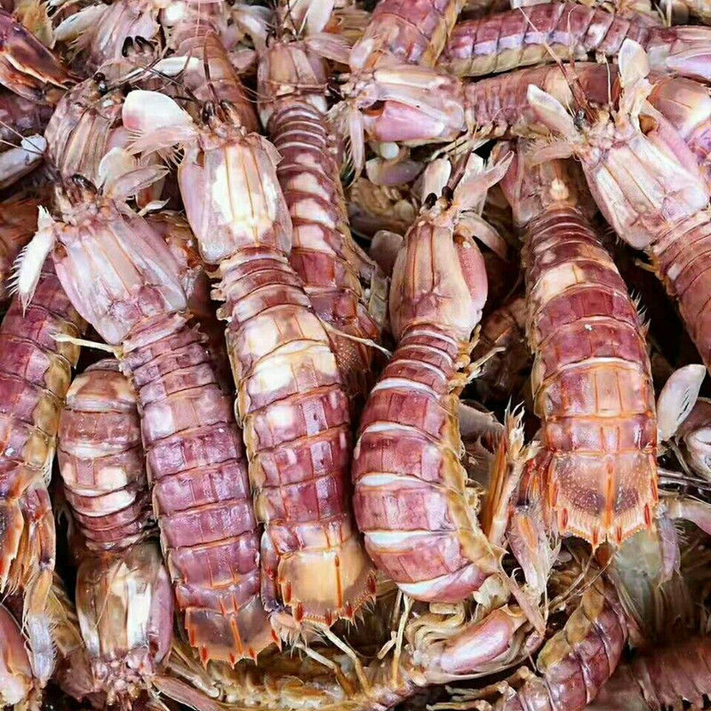顺丰冷运皮皮虾鲜活虾爬子特大冻虾海虾新鲜蒸熟虾爬虾姑虾婆海鲜批发