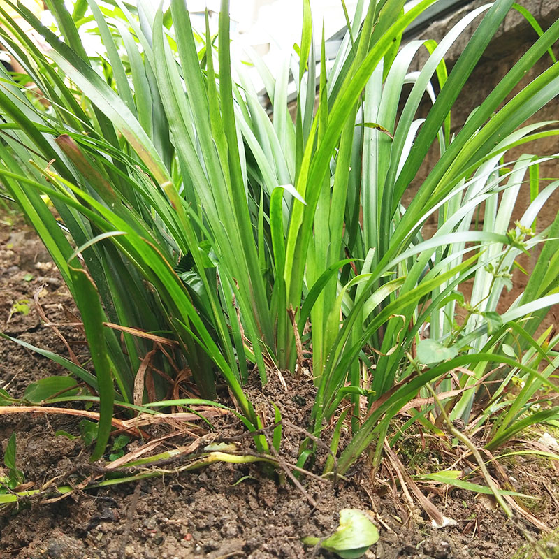 贵州随手香 茴香菖蒲 盆栽花卉 五香草 牛羊鸡鸭鱼肉卤菜食用香料 回