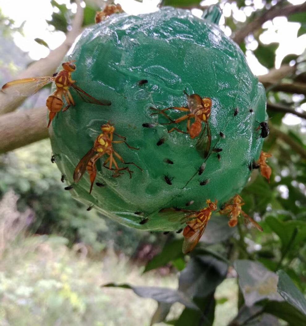 桔小实蝇柑橘大实蝇瓜果实蝇粘虫球果蝇针蜂诱捕器 新款绿色10个