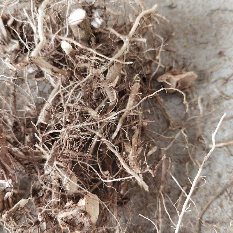 杞里香 野生苍耳根农村采摘苍耳子苍耳子根2020新晒干货苍耳草根切断