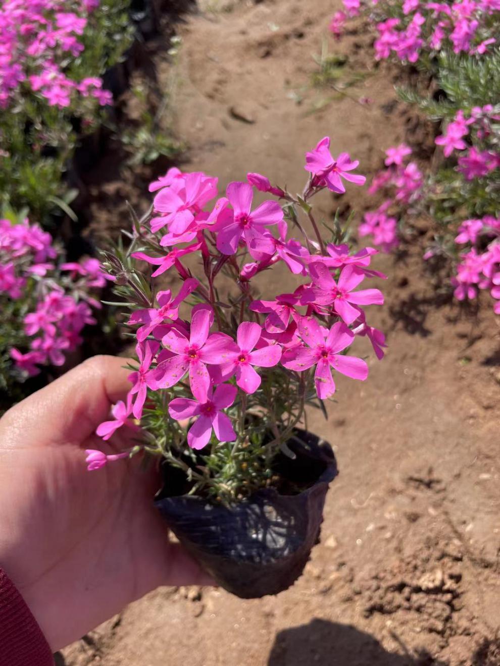 芝樱花苗小苗盆栽丛生福禄考多年生阳台庭院草坪花卉宿根四季常绿整箱