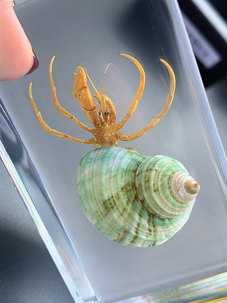 动物标本海底动物标本珍贵海洋动物真实鱼树脂标本热带鱼淡水鱼早教