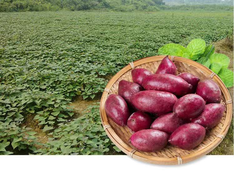 正宗越南紫薯小个新现挖家用鲜粉糯番薯3510斤整箱沙地低脂轻食蒸煮紫