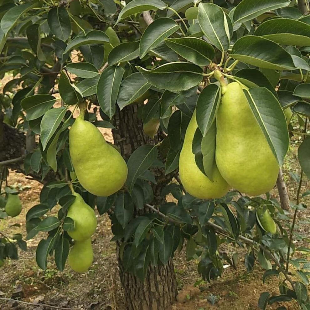 烟台太婆梨大头梨东北茄梨啤梨软糯香甜新鲜水果1斤5斤5斤小果净重