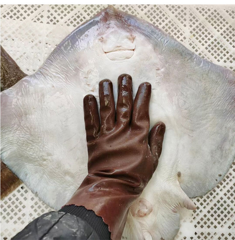 鱼新鲜海鱼鲽鱼鳐鱼软骨深海劳子鱼新鲜冷冻 共2斤 一条【图片 价格