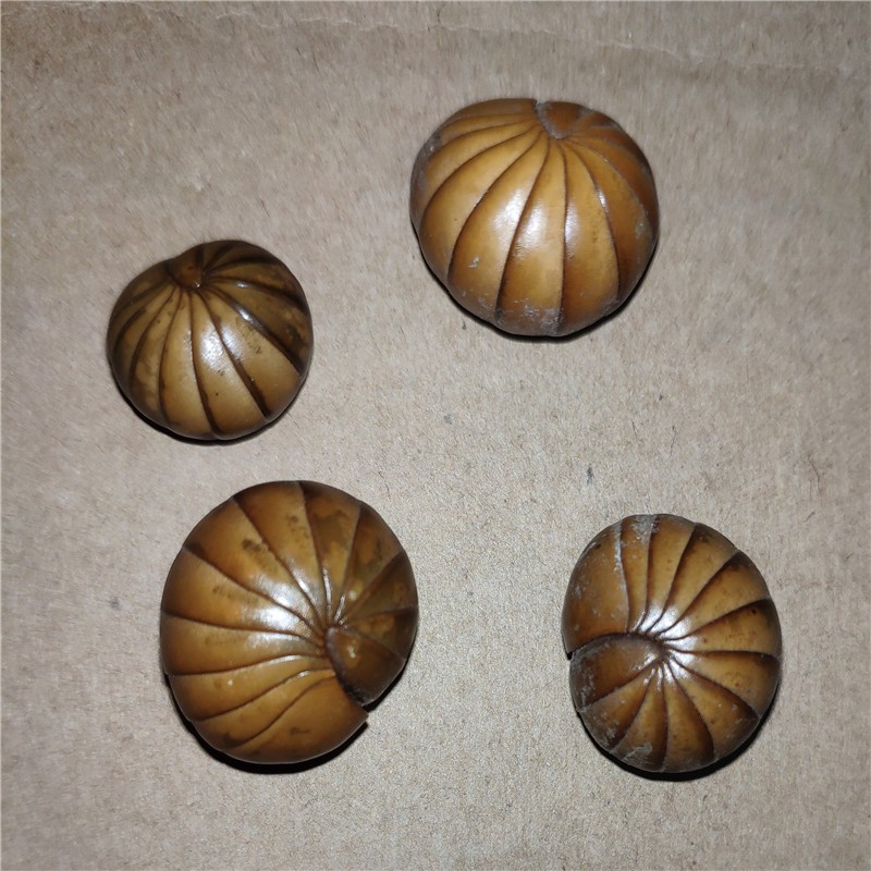 中药材 滚山虫 滚山珠 地罗汉 滚山珠虫 50克【图片 价格 品牌 报价】