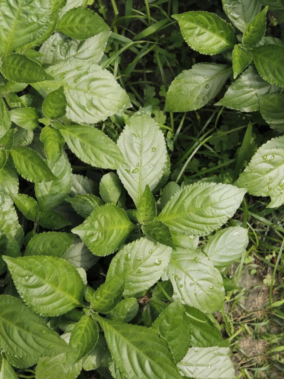 2022新款 扎染材料植物蓝靛泥扎染染料蓝靛膏草木蓝染手工diy材料套装