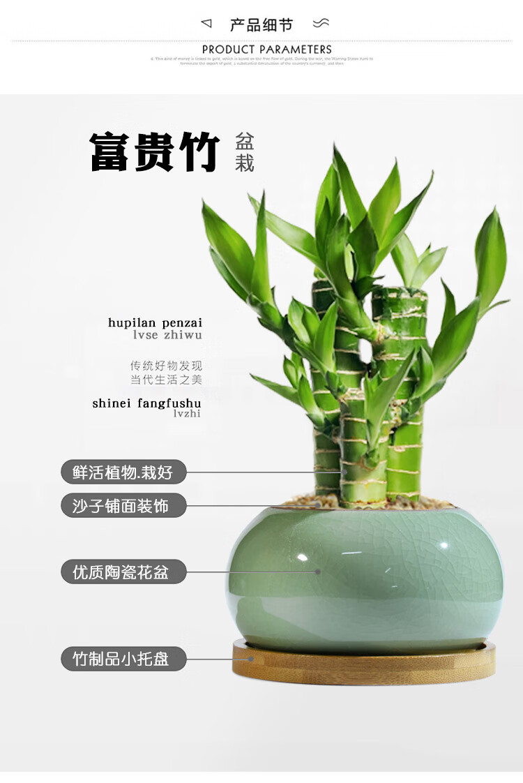 文昌竹 富贵竹植物迷你盆栽室内办公室好养文昌竹绿植四季常青 富贵竹