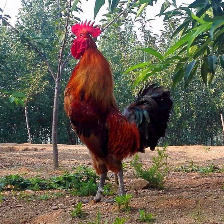 农家现杀整只大公鸡散养大公鸡笨公鸡老公鸡正宗土公鸡走地鸡笨鸡