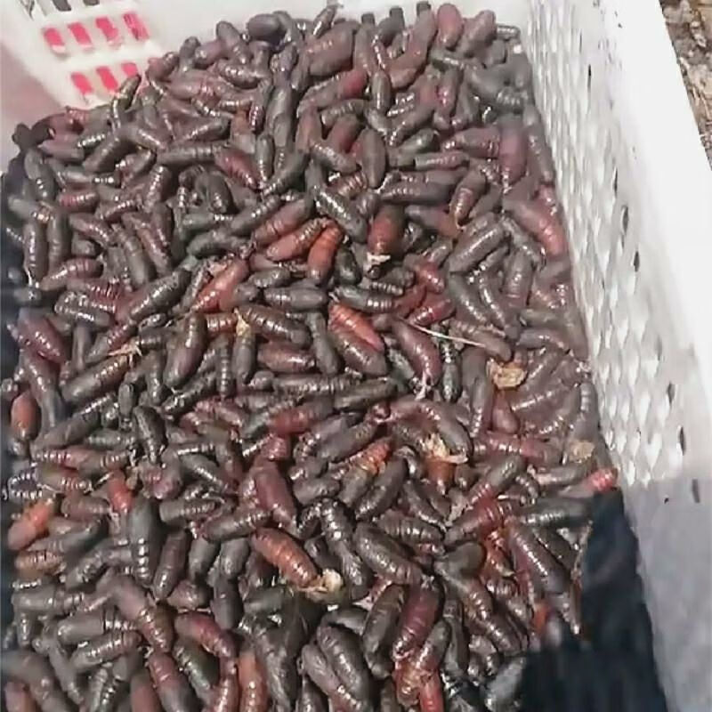 松虎蛹新鲜速冻松毛虫蛹蚕蛹昆虫美食松树虫蛹子松蛹1斤