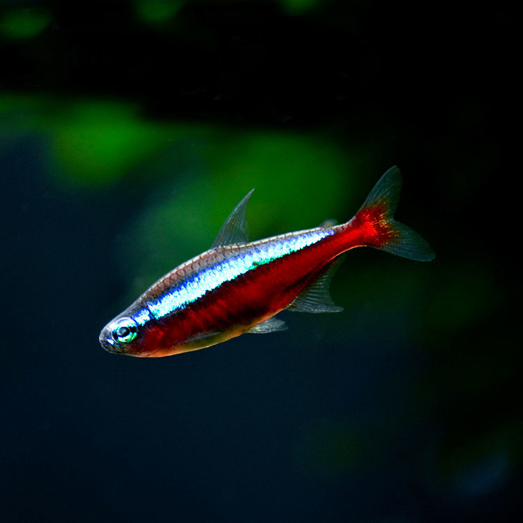 工匠头水族宠物观赏鱼活物灯鱼集合小型草缸群游热带鱼淡水上层路损