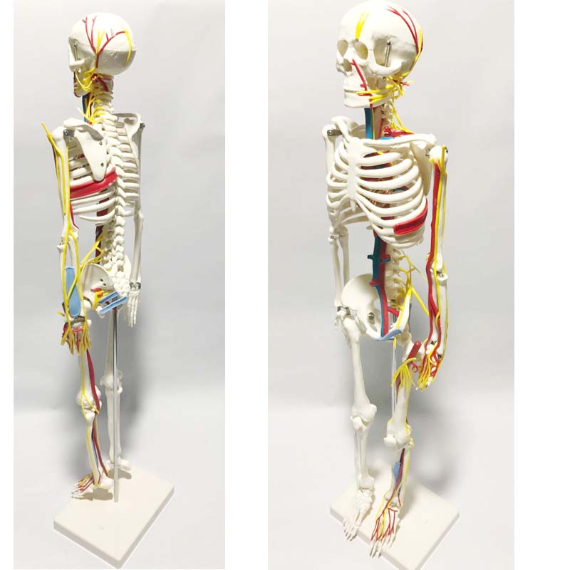 人体骨骼模型骨架小白全身脊椎仿真医学结构解剖骷髅脊柱