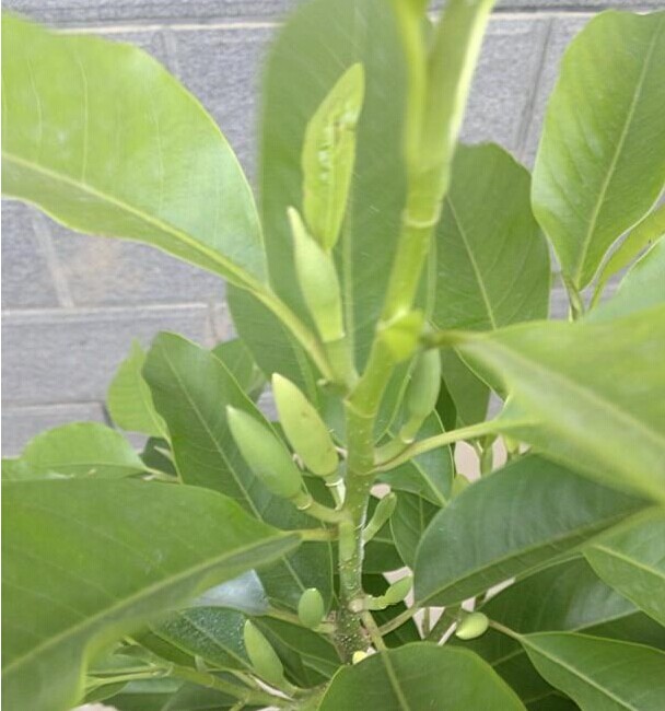 白兰花浓香长期开花盆栽白兰花大苗带花苞发货七年苗当年开花不含盆