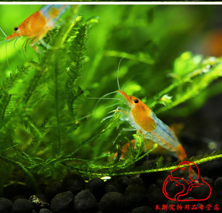 vieruodis 热带虾淡水虾米橙琉璃虾观赏虾宠物虾除藻虾工具虾活体鱼缸