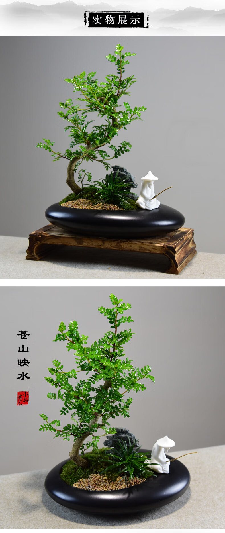 清香胡椒木盆栽室内四季常青好养易活绿植花卉老桩s造型盆景植物美目